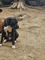 Bodie, a male Boxer for sale in Platteville, WI – 5 of 6
