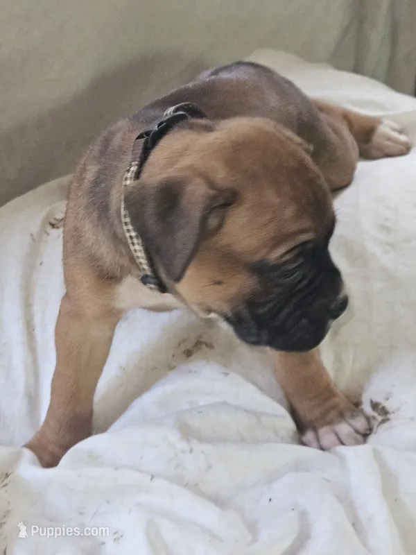 Checkered Collar Female – Boxer puppy for sale in Platteville, WI