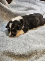 Blue Collar Male, a male Pembroke Welsh Corgi for sale in Platteville, WI – 6 of 6