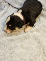 Red Collar Male, a female Pembroke Welsh Corgi for sale in Platteville, WI – 3 of 4