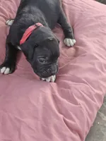 Red Collar Female, a female Boxer for sale in Platteville, WI – 3 of 5