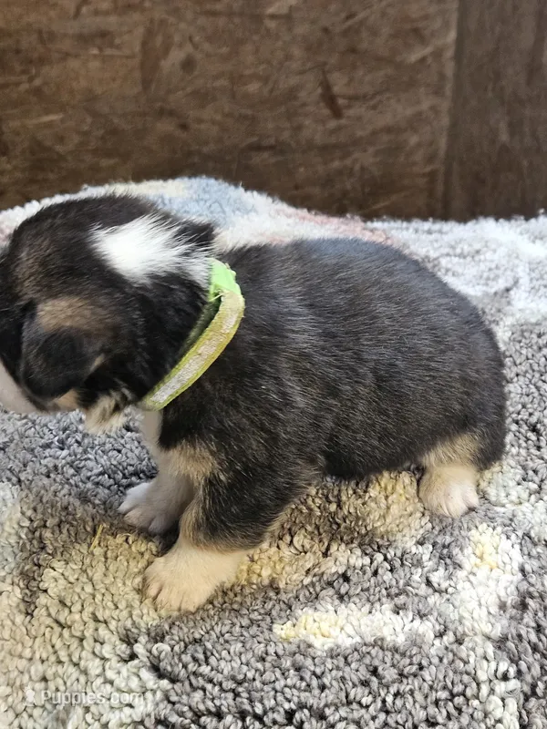 Green Collar-Female – Pembroke Welsh Corgi puppy for sale in Platteville, WI