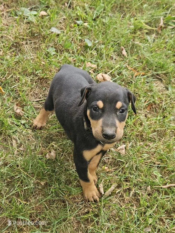 Black Collar-Female – Doberman Pinscher puppy for sale in Platteville, WI