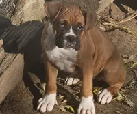 Gigi, a female Boxer for sale in Platteville, WI – 1 of 4