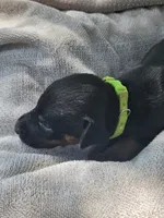 Green Collar-Female, a female Doberman Pinscher for sale in Platteville, WI – 2 of 4