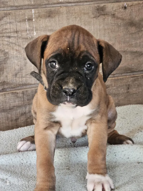 Green Collar-Female  – Boxer puppy for sale in Platteville, WI