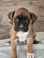 Green Collar-Female , a female Boxer for sale in Platteville, WI – Photo 1 of 4
