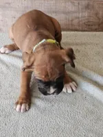 Green Collar-Female , a female Boxer for sale in Platteville, WI – Photo 4 of 4