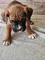 Green Collar-Female , a female Boxer for sale in Platteville, WI – Photo 3 of 4