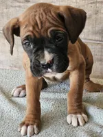 Green Collar-Female , a female Boxer for sale in Platteville, WI – Photo 2 of 4