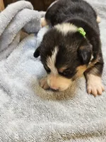 Green Collar-Female, a male Pembroke Welsh Corgi for sale in Platteville, WI – 2 of 5