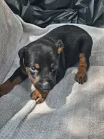 Purple Collar Male, a male Doberman Pinscher for sale in Platteville, WI – 3 of 5