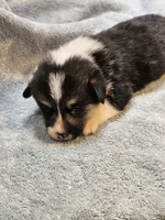Blue Collar Male, a male Pembroke Welsh Corgi for sale in Platteville, WI – 4 of 6