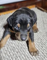 Purple Collar Female, a female Doberman Pinscher for sale in Platteville, WI – Photo 7 of 7