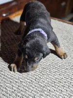 Purple Collar Female, a female Doberman Pinscher for sale in Platteville, WI – Photo 2 of 7
