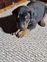 Purple Collar Female, a female Doberman Pinscher for sale in Platteville, WI – Photo 6 of 7