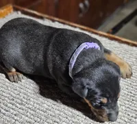 Purple Collar Female, a female Doberman Pinscher for sale in Platteville, WI – Photo 4 of 7