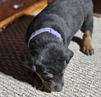 Purple Collar Female, a female Doberman Pinscher for sale in Platteville, WI – Photo 3 of 7