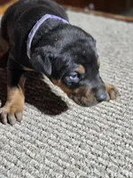 Purple Collar Female, a female Doberman Pinscher for sale in Platteville, WI – Photo 5 of 7