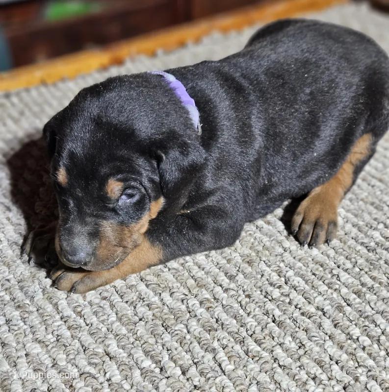 Purple Collar Female