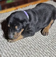 Purple Collar Female, a female Doberman Pinscher for sale in Platteville, WI – Photo 1 of 7