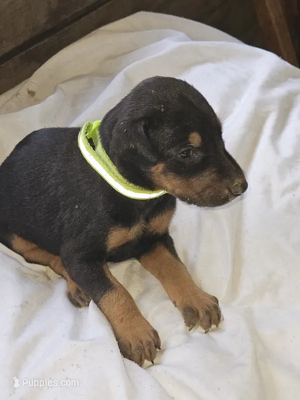 Lime Green Collar Female – Doberman Pinscher puppy for sale in Platteville, WI