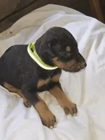Lime Green Collar Female, a female Doberman Pinscher for sale in Platteville, WI – 1 of 5
