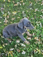 Pink Collar-Female, a female Doberman Pinscher for sale in Platteville, WI – 3 of 4