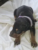 Purple Collar Female, a female Doberman Pinscher for sale in Platteville, WI – 4 of 5