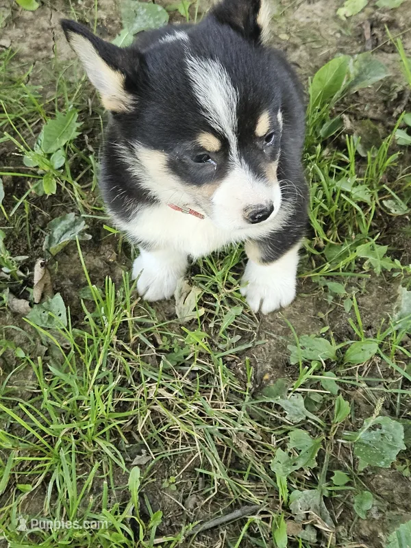 Red Collar Male – Pembroke Welsh Corgi puppy for sale in Platteville, WI