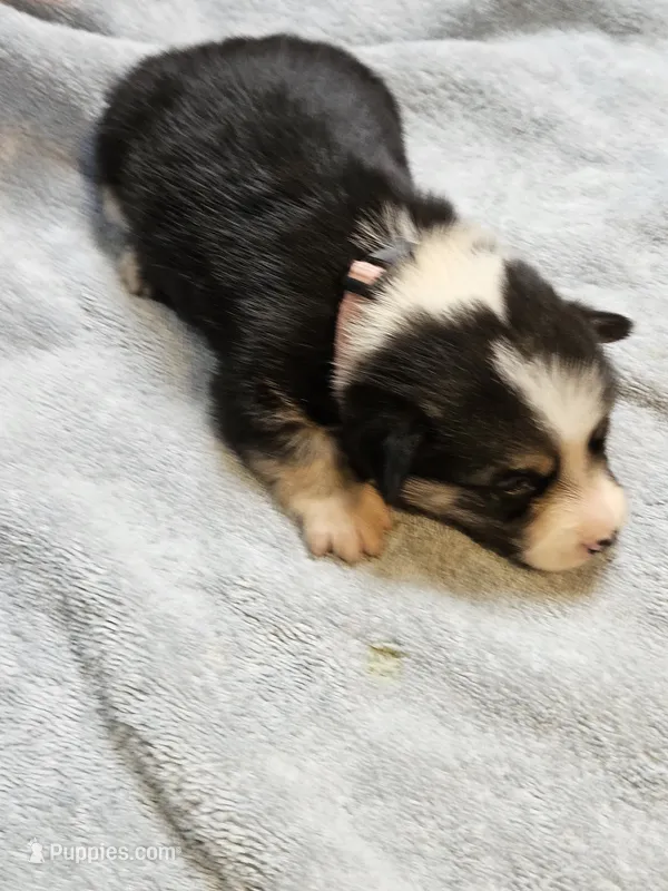 Pink Collar Female – Pembroke Welsh Corgi puppy for sale in Platteville, WI