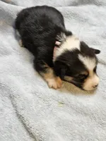 Pink Collar Female, a female Pembroke Welsh Corgi for sale in Platteville, WI – 1 of 6