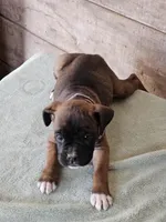 Purple Collar-Female , a female Boxer for sale in Platteville, WI – Photo 3 of 4