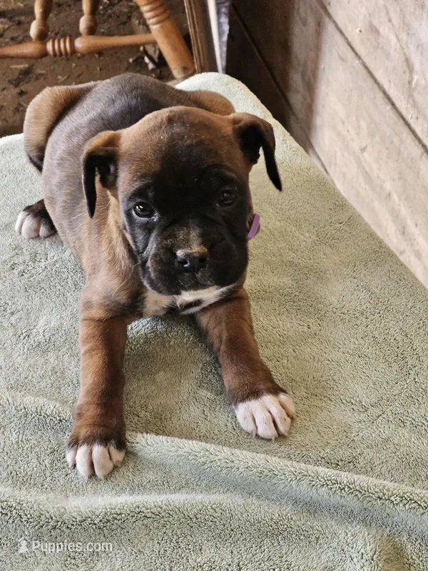 Purple Collar-Female  – Boxer puppy for sale in Platteville, WI