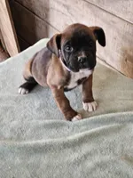 Purple Collar-Female , a female Boxer for sale in Platteville, WI – Photo 2 of 4