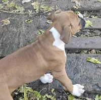 Gigi, a female Boxer for sale in Platteville, WI – 4 of 4
