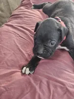 Red Collar Female, a female Boxer for sale in Platteville, WI – 4 of 5