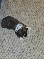 Blue Collar Male, a male Boxer for sale in Platteville, WI – 4 of 4
