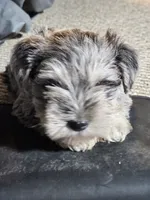 Blue Collar Female, a female Miniature Schnauzer for sale in Platteville, WI – 2 of 4