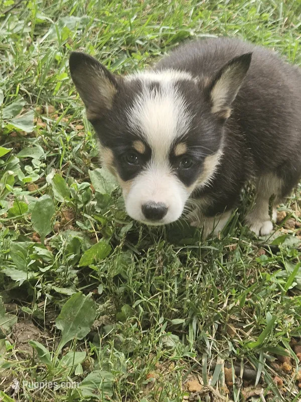 Male  – Pembroke Welsh Corgi puppy for sale in Platteville, WI