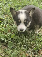 Male , a male Pembroke Welsh Corgi for sale in Platteville, WI – 1 of 5