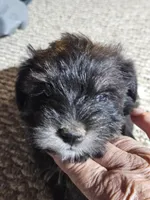 Pink Collar Male, a female Miniature Schnauzer for sale in Platteville, WI – 1 of 4