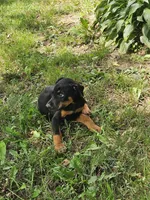 Purple Collar Male, a male Doberman Pinscher for sale in Platteville, WI – 4 of 4