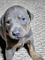 Polka Dot Collar-Blue Female, a female Doberman Pinscher for sale in Platteville, WI – Photo 5 of 6