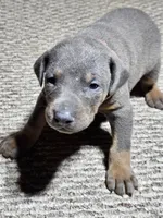Polka Dot Collar-Blue Female, a female Doberman Pinscher for sale in Platteville, WI – Photo 3 of 6