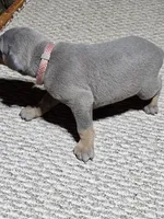 Polka Dot Collar-Blue Female, a female Doberman Pinscher for sale in Platteville, WI – Photo 4 of 6