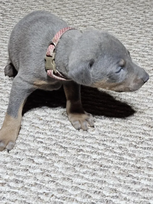 Polka Dot Collar-Blue Female – Doberman Pinscher puppy for sale in Platteville, WI