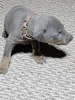 Polka Dot Collar-Blue Female, a female Doberman Pinscher for sale in Platteville, WI – Photo 1 of 6