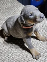 Polka Dot Collar-Blue Female, a female Doberman Pinscher for sale in Platteville, WI – Photo 6 of 6