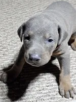 Polka Dot Collar-Blue Female, a female Doberman Pinscher for sale in Platteville, WI – Photo 2 of 6